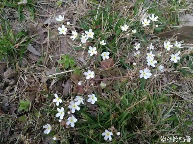 春天的花有什么，春天的花有几种分别是什么（40种小野花）