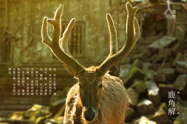 冬至饺子夏至面下一句是什么，冬至饺子夏至面完整句子是什么（今日夏至，向阳而立，拥抱缤纷）