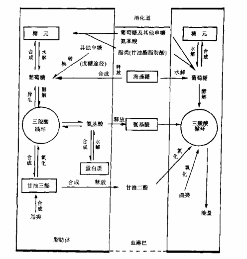 远古最大的蜻蜓，远古的蜻蜓有多大（蜻蜓，远古的霸主为何沦落至此）