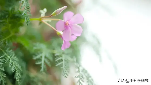 人生短暂别在犹豫不决中荒废了时光，人生那么短暂哪有时间让你去犹豫（时光悄然流逝，珍惜方得始终）