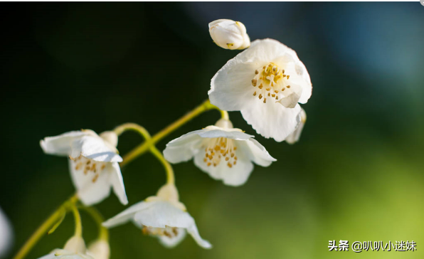 茉莉花花语是什么，茉莉花有什么特点（茉莉花的3个花语你知道吗）