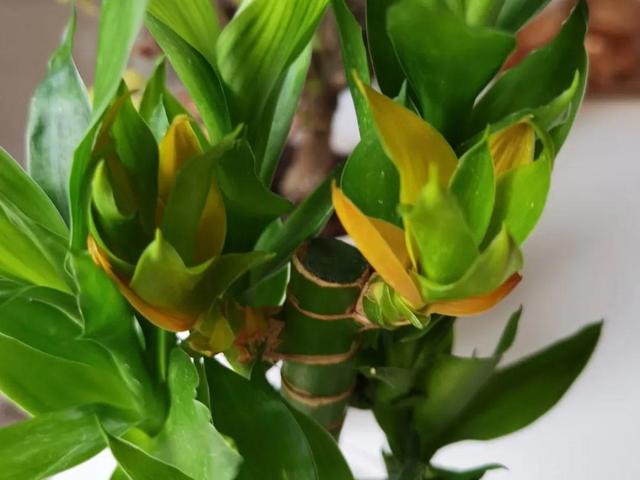 栀子花叶子发黄是什么原因，栀子花叶子发黄的原因是什么（栀子花叶子发黄）