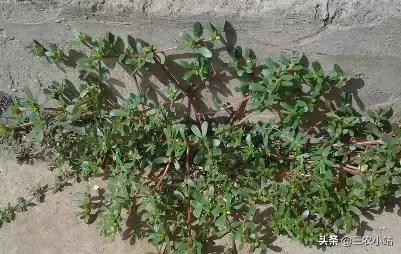 碱蓬菜的功效与作用，碱蓬的功效与作用（山野菜大全）