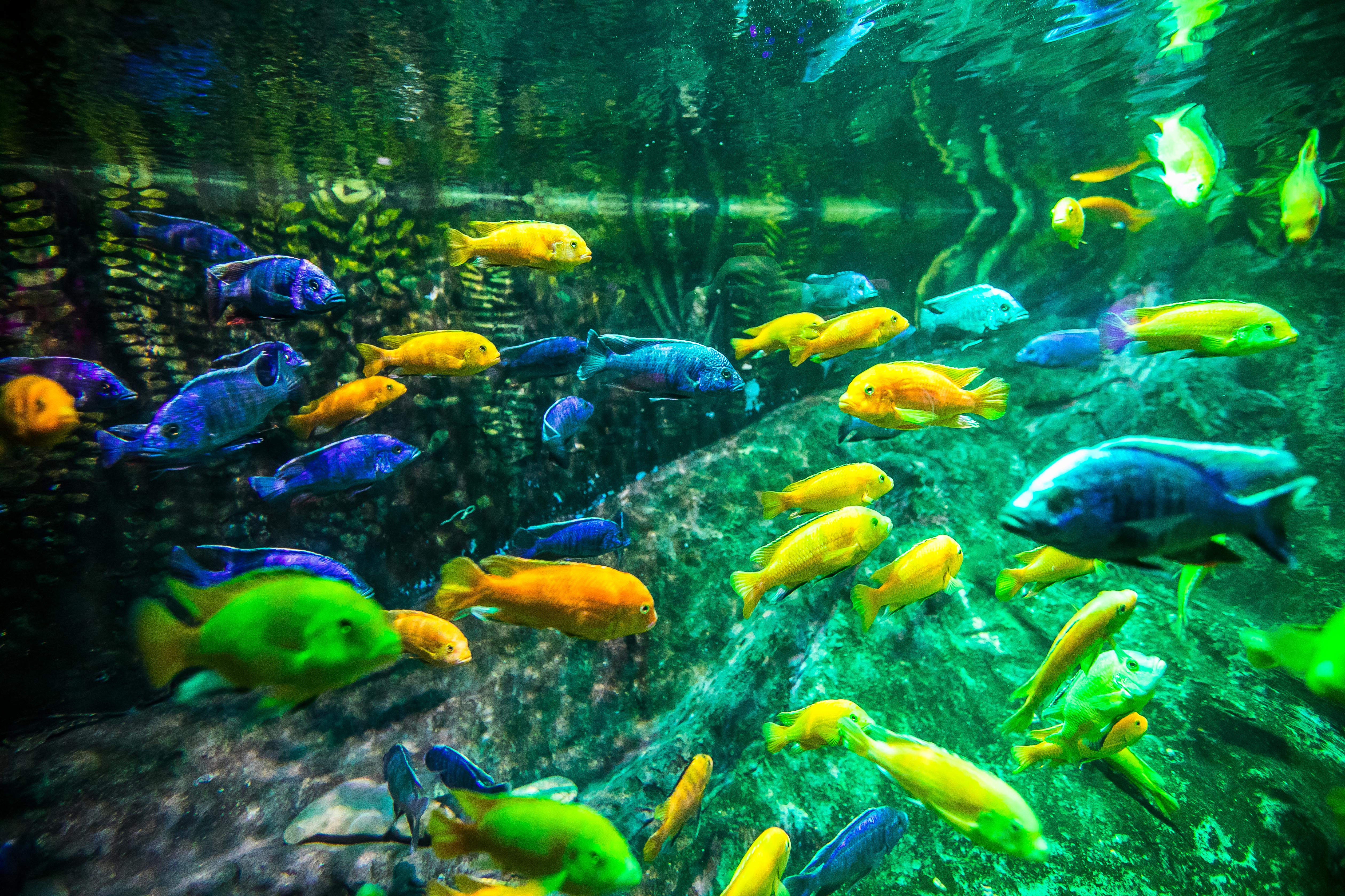 一层有鲸鲨馆,还有儿童海洋乐园