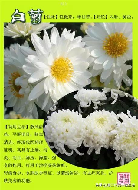 常见中草药图谱，中草药经典图谱（让你知道常用药都长啥样）