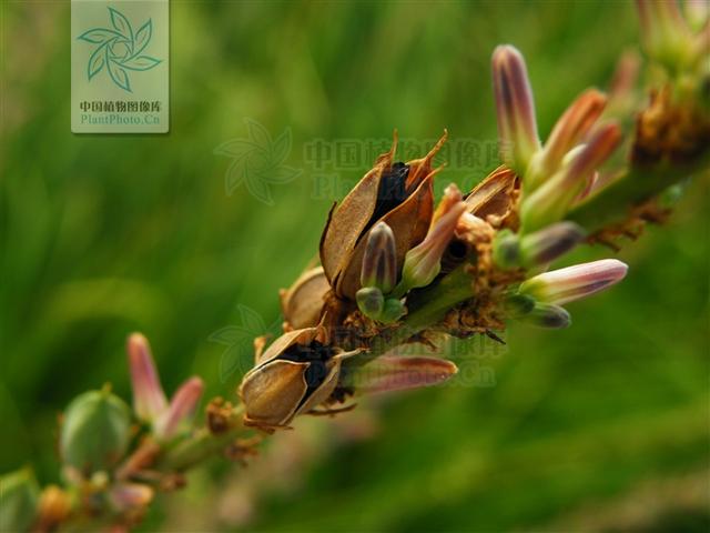 本草图经作者是谁，《本草图经》的作者（芎藭 蘼蕪 藁本）