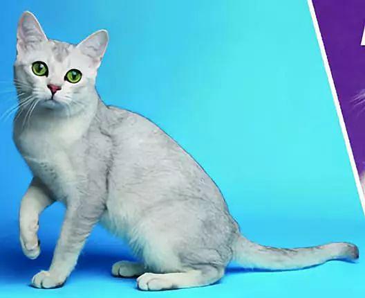 虎斑暹罗猫，银渐层、重点色、虎斑傻傻分不清（海豹虎斑暹罗猫）