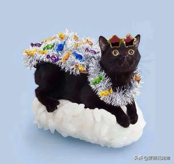 猫咪起什么名字最好听母猫，中国铲屎官绝对把气质
