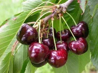 车厘子存储方式，车厘子保存方法和温度（智利车厘子用什么炼了“不坏金身”）