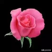 七月七日是情人节吗,每个月十四号都是什么情人节(今天是7月7日情人节) 七月七日是情人节吗,每个月十四号都是什么情人节(今天是7月7日情人节)