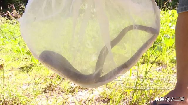 蛇的形态特征和生活习性，蛇的形态特点（永安人，蛇出没）