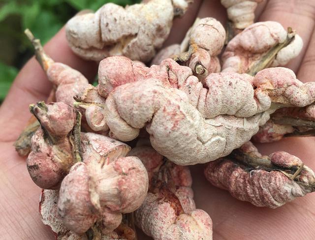 竹黄的功效与作用，竹黄的功效与作用图片（过去老人说有毒不能吃）