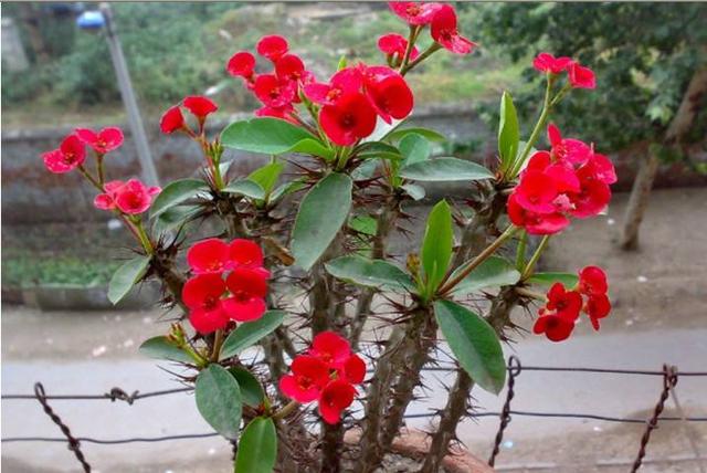 郁金香有毒吗 适合室内养吗，郁金香有毒吗（这3种“毒花”家里不要养）