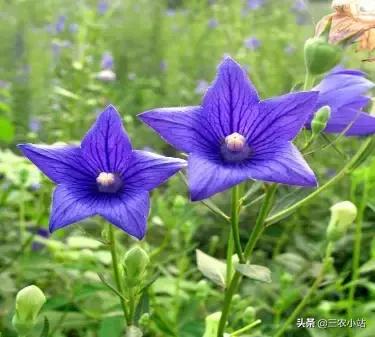 碱蓬菜的功效与作用，碱蓬的功效与作用（山野菜大全）