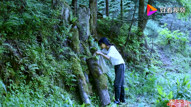 黄色的蘑菇叫什么，黄菌菇图片大全（盘点七种常见食用菌菇）