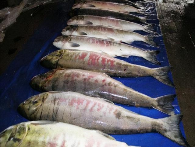 每天吃一条鱼的危害，每天吃一条鱼的危害大吗（5类鱼没营养）