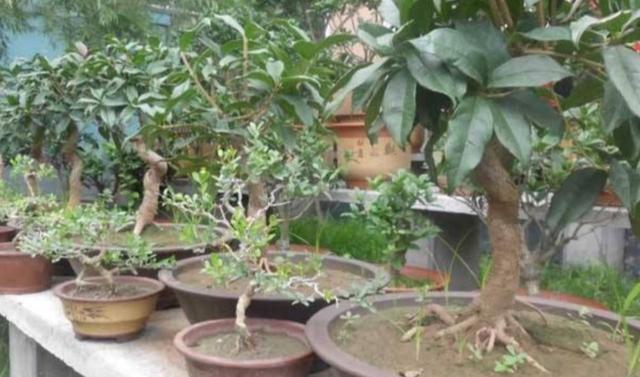 桂花树几月开花，桂花进入盛花期（桂花是几月开花的树）