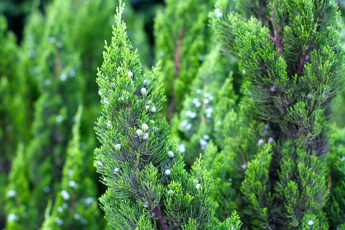 柏树和松柏树的图片,用作绿化的柏树 - 玉三网