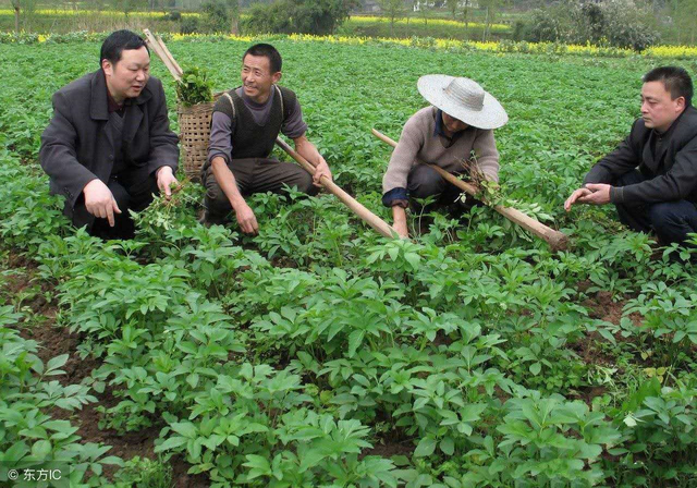 白芷的种植方法，白芷高产种植技术要点