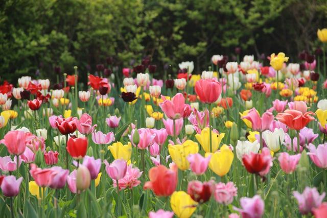 美国的国花是什么花，日本的国花是什么花（世界各国的国花。）