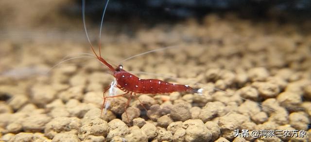 养观赏虾需要什么条件，虾缸为什么不能放石头（做好这3个方面的工作）