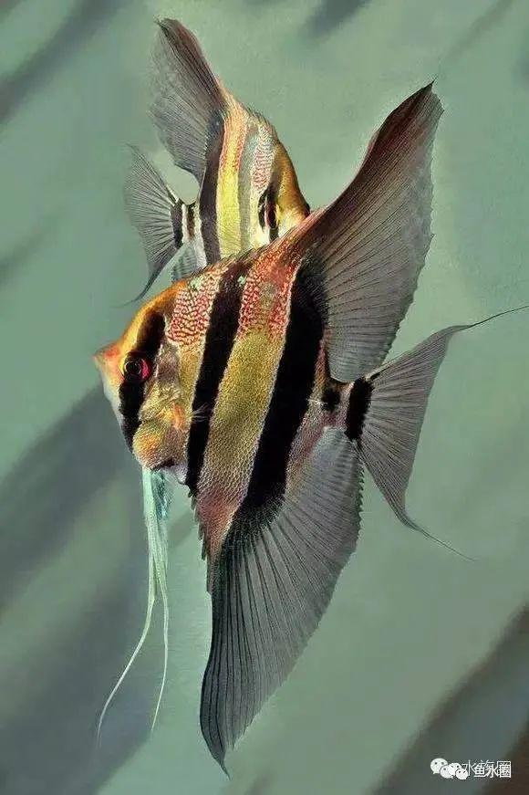 斑马神仙,带您了解斯卡神仙鱼大全(斑马神仙鱼多少钱一条)