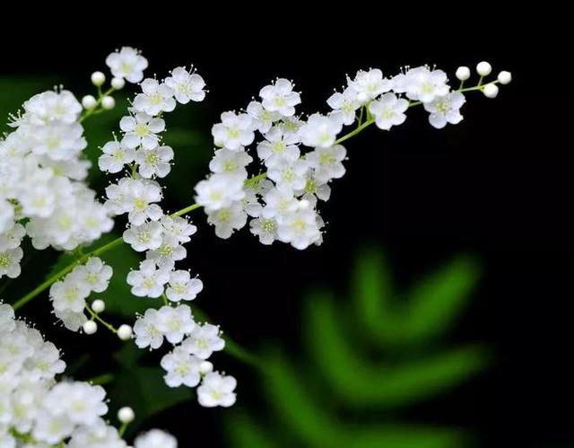 一年四季的花有几种花语，不同颜色寓意也不一样