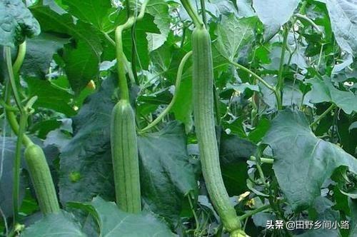 丝瓜种植的注意事项有哪些，丝瓜的养殖方法和注意事项（丝瓜露地栽培管理技术要点）