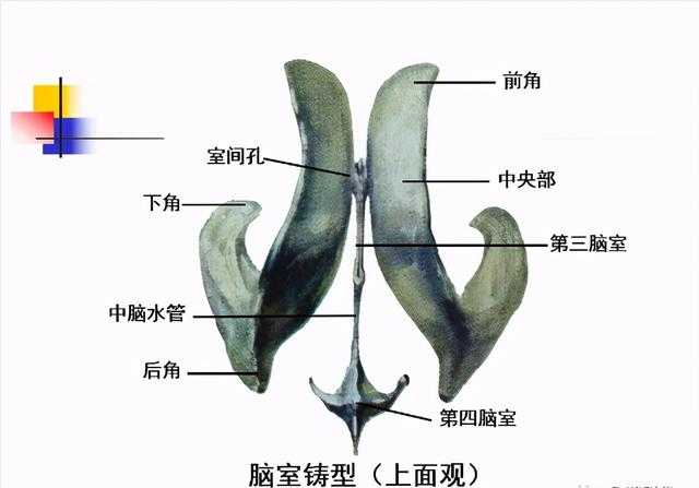 大脑杏仁体解剖图，高清大脑解剖图谱