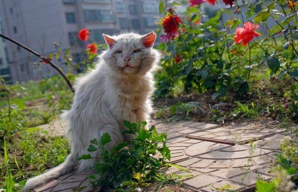 小猫多久会忘记猫妈妈，小猫长到多大时猫妈妈会赶走（猫咪能记住主人一辈子）