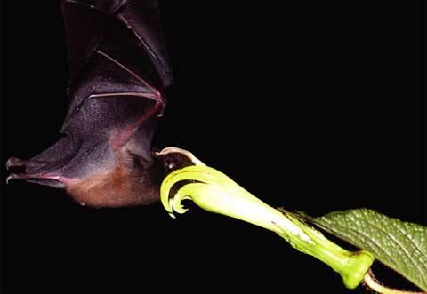 动物的舌头有什么作用，动物的舌头有哪些作用（动物舌头的“功能”对于动物来说舌头而是一件“厉害的武器”）