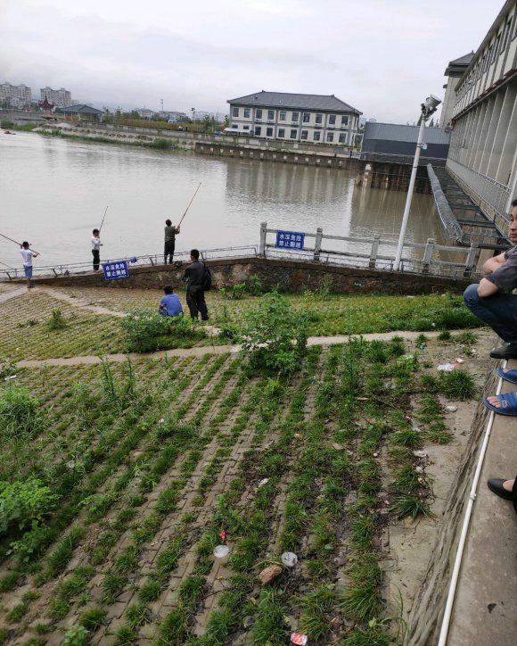 翘嘴鱼多少钱一斤， 翘嘴鱼叫什么名字（翘嘴鱼群聚集巢湖口）