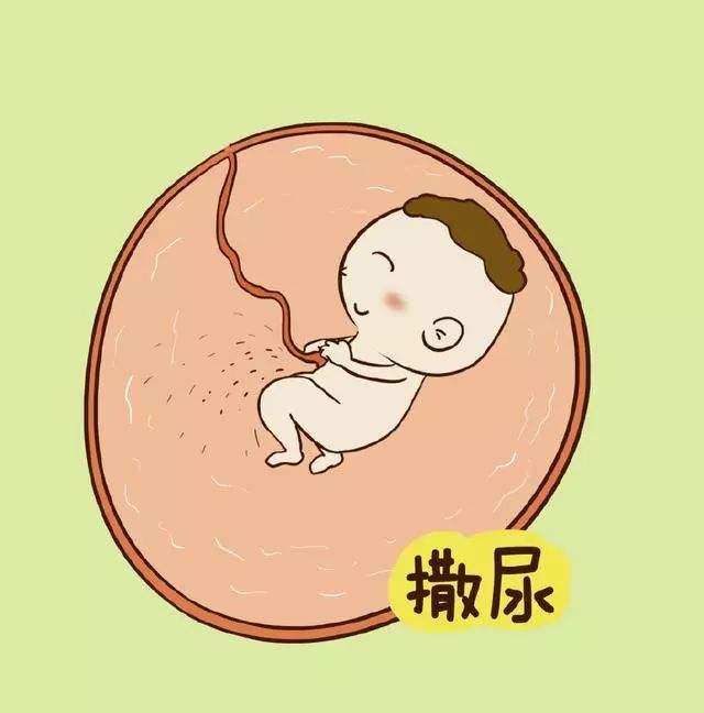 怀孕4个月宝宝的发育指标