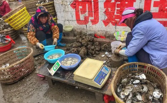 生蚝怎么处理干净，生蚝怎么清洗才干净（放淀粉只对了一半）