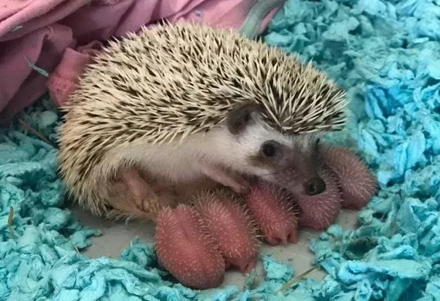 蛇皮果的营养价值，这种水果不一般（蛇皮果的药用价值）