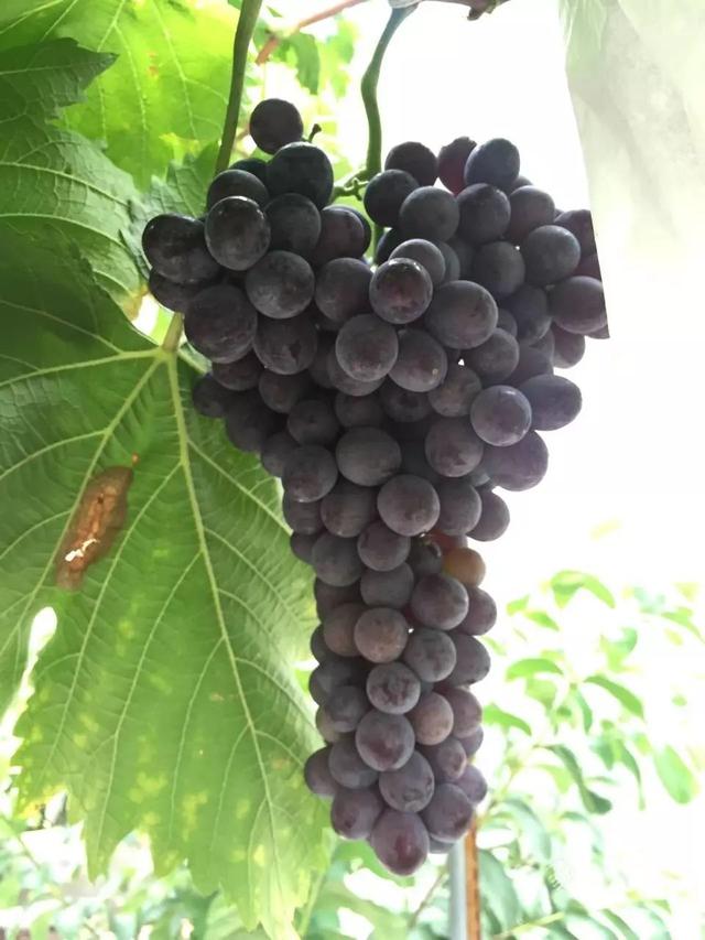 霸王花是火龙果的花吗，昙花、霸王花、火龙果花和令箭荷花的区别（奶奶把一根枝插土里）