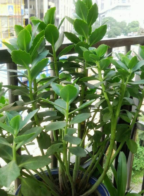 农村的蝎子草作用与功效，蝎子草图片（爱养花的花友别错过）
