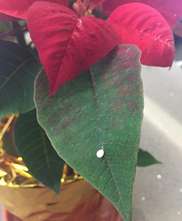 虎刺梅生虫怎么解决，虎刺梅长虫子怎么办（离太近都不好）