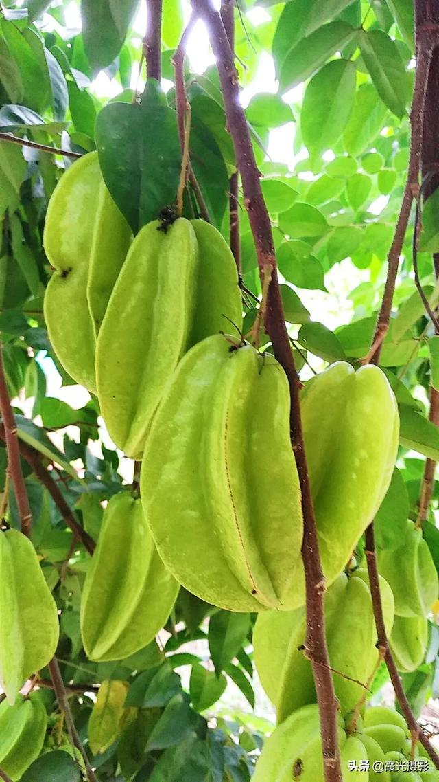 什么水果横切面有五角星，什么水果横切面有五角星纹（是“阳桃”还是“杨桃”）