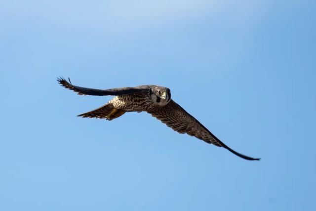 隼是什么鸟，生物演化史上的速度巅峰（隼是什么鸟吃什么食物）