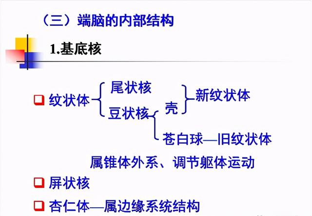 大脑杏仁体解剖图，高清大脑解剖图谱