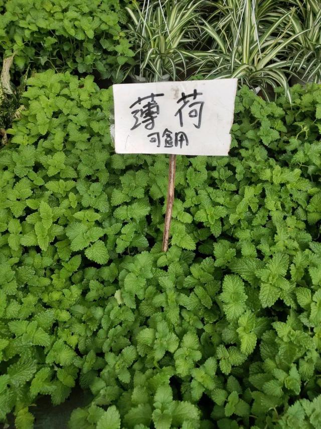 荷花最好看的品种是什么，这花最好看、最好养