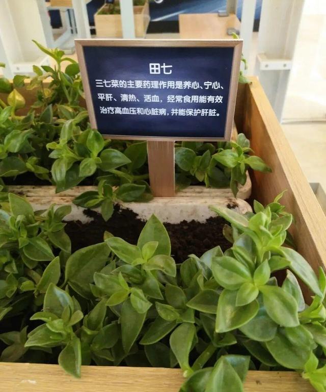 铁皮石斛花的采摘、晾晒和吃法，石斛花直接采摘晒干吗（最好吃的5种花）