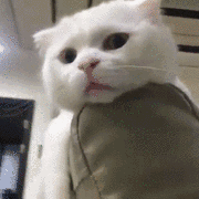 肠胃猫是什么意思，看完你就知道该怎么办