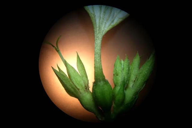 夏日里的江南山野奇花，玉叶金花白纸扇