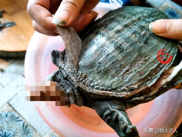 杀甲鱼的正确方法，甲鱼怎么杀（牢记“这3招”）