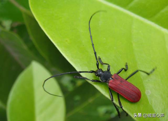 动物医生除了啄木鸟还有哪些，除了啄木鸟是医生还有其他吗（一种值得人类学习的鸟儿——啄木鸟）