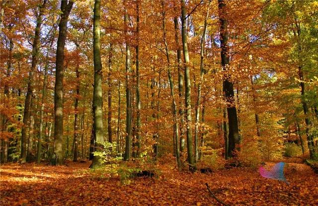 白露是什么时候，白露是几月几号2022年（昼夜等长，今日秋分）