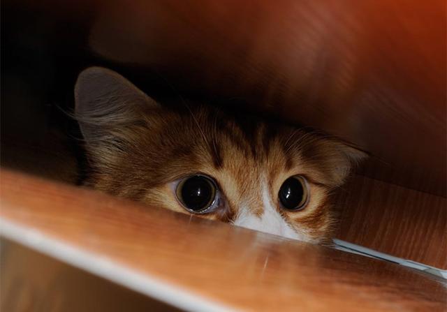 老鼠和猫为什么是天敌，为什么老鼠跟猫是天敌（猫咪不吃老鼠只因生活环境改变了）