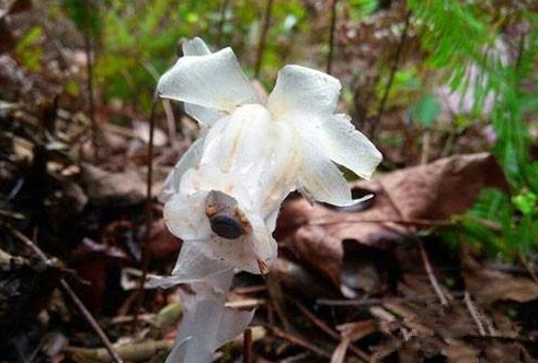 幽灵虎花图片